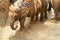 Critically endangered Sumatran elephant in Bali, Indonesia