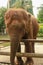 Critically endangered Sumatran elephant in Bali, Indonesia