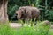 The critically endangered Sumatran Elephant at Taman Safari Park