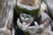 A critically endangered Western lowland gorilla at Jersey zoo