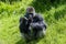 A critically endangered Western lowland gorilla at Jersey zoo