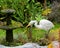 Critically endangered white heron raiding a fish pond, south island, New Zealand