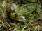 Croacing common water frog or green frog (Pelophylax esculentus) blowing his vocal sacs in the water