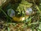 Croacing common water frog or green frog (Pelophylax esculentus) blowing his vocal sacs in the water