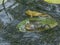 Croacing common water frogs or green frogs (Pelophylax esculentus) blowing vocal sacs