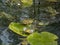 Croacing common water frogs or green frogs (Pelophylax esculentus) blowing vocal sacs