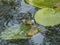 Croacing common water frogs or green frogs (Pelophylax esculentus) blowing vocal sacs