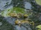 Croacing common water frogs or green frogs (Pelophylax esculentus) blowing vocal sacs and swimming in the water