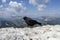 Croak black bird in dolomites mountains