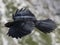 Croak black bird in dolomites mountains