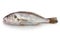 Croaker fish isolated on