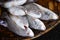 Croaker fish Sell in fresh seafood marke