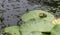 Croaking frog on a lily pad