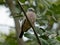 Croaking Ground-Dove, Columbina cruziana