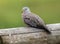 Croaking Ground-Dove,Columbina cruziana