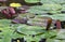 Croaking male lake frog Pelophylax ridibundus among the leaves of water lilies
