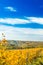 Croatia, Daruvar, beautiful colorful vineyards in autumn