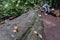 Croatia, Plitvice Lakes National Park, snail on a trunk