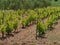 Croatian vines with grape plants in perspective