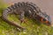 Croc skink close up