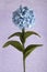 Crochet flowers blue hydrangea