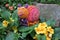 Crochet pink snail on twig with primroses in springtime