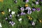 Croci in assorted colors in bloom on sunny day