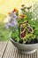 Crock with Coleus and blanket flowers on terrace