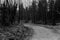 Crocked forest path. Black and white photo. Dull weather