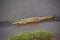 Crocodile in African Safari in Kenya