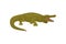 Crocodile, aggressive predatory amphibian animal vector Illustration on a white background