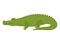 Crocodile or alligator green animal. Wild reptile