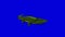 Crocodile Alligator Open his Mouth. Animated Motion Graphic Isolated on Blue Screen