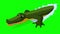 Crocodile Attacks Front View Chroma