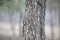 Crocodile bark tree closeup details, Terminalia elliptica, Bandhavgarh, Madhya Pradesh