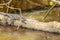 Crocodile basking on a half submerged tree trunk