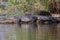 Crocodile basking in sun