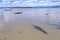 A crocodile basks by the edge of Lake Baringo