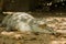 A crocodile basks in the heat of Gambia, West Africa