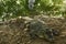 A crocodile basks in the heat of Gambia, West Africa