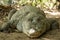 A crocodile basks in the heat of Gambia, West Africa