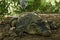 A crocodile basks in the heat of Gambia, West Africa