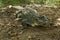 A crocodile basks in the heat of Gambia, West Africa