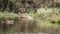 Crocodile and birds enjoying the lake and river of the African savannah in South Africa