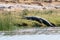 Crocodile at chambal river