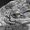 Crocodile close-up. Black and white photo. Colored eye