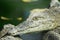 Crocodile close up, Botswana