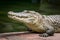 Crocodile close up by pools edge, reptilian wildlife portrait