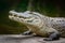 Crocodile close up by pools edge, reptilian wildlife portrait