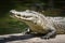 Crocodile close up by pools edge, reptilian wildlife portrait